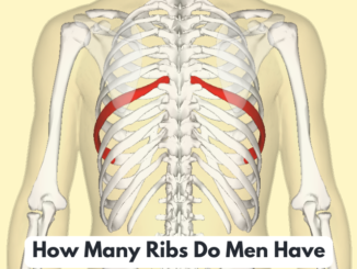 How Many Ribs Do Men Have