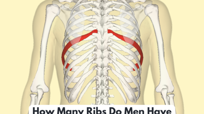 How Many Ribs Do Men Have