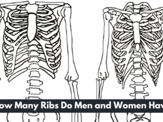 How Many Ribs Do Men and Women Have