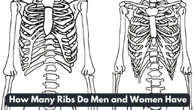 How Many Ribs Do Men and Women Have