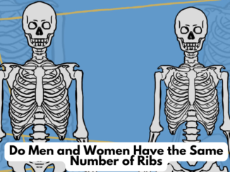 Do Men and Women Have the Same Number of Ribs