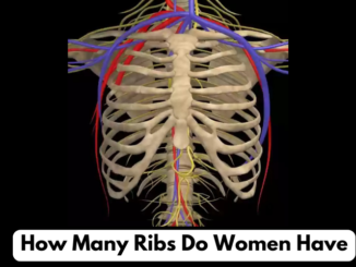 How Many Ribs Do Women Have